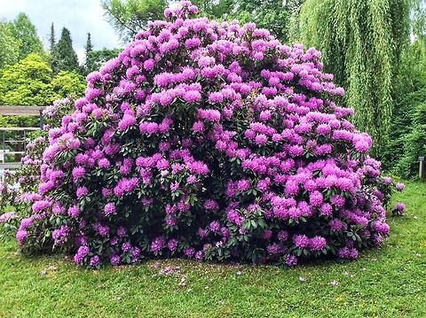 Rhododendron (sp) This impressive rhododendron beauty stands in front of the old Orangery in the Kurpark Bad Homburg. Their size suggests a very old age, I guess between 80 and 100 years. Geotagged,Germany,Ipad_23_2_15,Spring