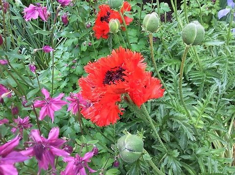 Papaver orientale, the Oriental poppy This beautiful splash of color made my eyes happy in May 2015 in the Kurpark Bad Homburg. Geotagged,Germany,Oriental poppy,Papaver orientale,Spring
