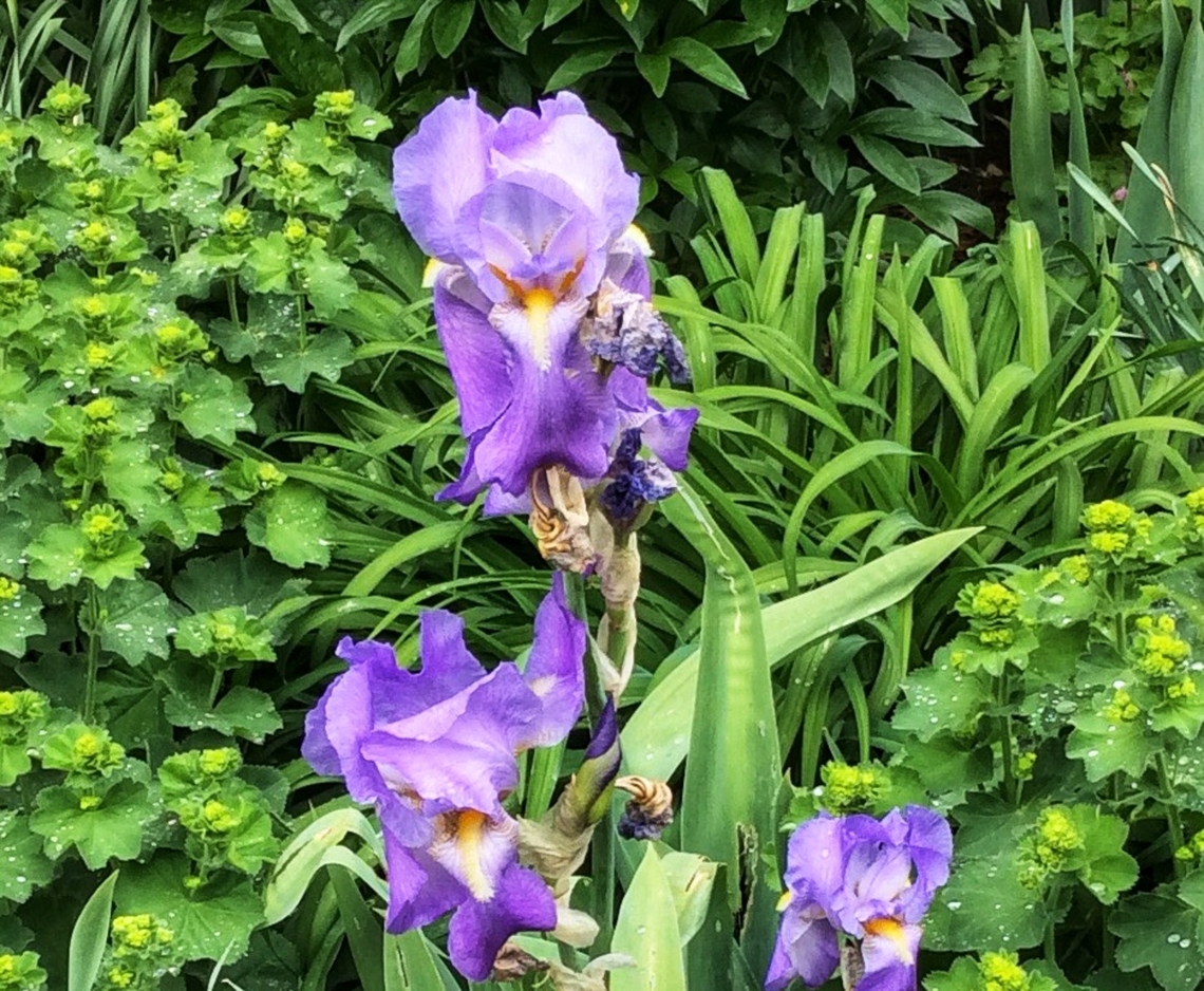 Iris × germanica, bearded iris, German bearded iris. In Germany commonly know as Iris, this plant was one of many decorations in the Kuroark Bad Homburg in May 2015. Geotagged,Germany,Iris × germanica,Spring