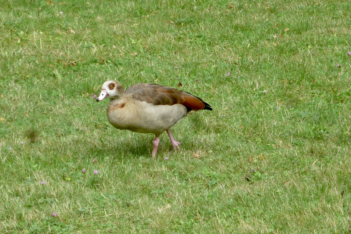 Egyptian goose (Alopochen aegyptiaca) It belongs to the ducks but because of it weight and size it is no wonder why it was named Egyptian goose.<br />
The Egyptian Goose has spread widely thanks to its adaptability and prolific reproduction.  She likes to live in public parks where she often finds water areas.  I took the photo in the beautiful Kurpark Bad Homburg.  There lives a small colony of these beautiful birds.  In Frankfurt, there were debates about how to deal with a problem, namely a proliferating population in a large public swimming pool, where they had contaminated the green areas.<br />
<figure class="photo"><a href="https://www.jungledragon.com/image/141848/egyptian_goose_alopochen_aegyptiaca.html" title="Egyptian goose (Alopochen aegyptiaca)"><img src="https://s3.amazonaws.com/media.jungledragon.com/images/7903/141848_thumb.jpeg?AWSAccessKeyId=05GMT0V3GWVNE7GGM1R2&Expires=1767225610&Signature=PY7B7VxzAmJdL1Y%2BjInVSawOpTQ%3D" width="200" height="162" alt="Egyptian goose (Alopochen aegyptiaca) The Egyptian Goose has spread widely thanks to its adaptability and prolific reproduction. She likes to live in public parks where she often finds water areas. I took the photo in the beautiful Kurpark Bad Homburg. There lives a small colony of these beautiful birds. In Frankfurt, there were debates about how to deal with a problem, namely a proliferating population in a large public swimming pool, where they had contaminated the green areas.<br />
https://www.jungledragon.com/image/141886/beb71f2d-1745-461f-b210-69dbddc4e625.html Alopochen aegyptiacus,Egyptian Goose,Geotagged,Germany,Ipad_23_2_15,Summer" /></a></figure> Alopochen aegyptiacus,Egyptian Goose,Geotagged,Germany,Ipad_23_2_15,Summer