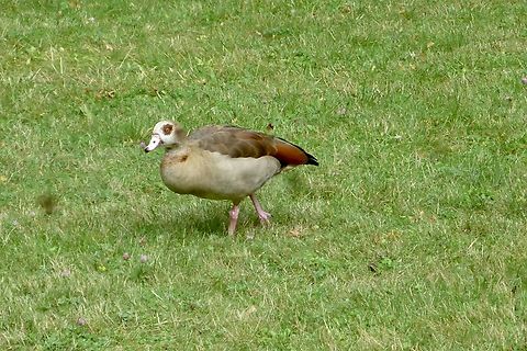 Egyptian goose (Alopochen aegyptiaca) It belongs to the ducks but because of it weight and size it is no wonder why it was named Egyptian goose.
The Egyptian Goose has spread widely thanks to its adaptability and prolific reproduction.  She likes to live in public parks where she often finds water areas.  I took the photo in the beautiful Kurpark Bad Homburg.  There lives a small colony of these beautiful birds.  In Frankfurt, there were debates about how to deal with a problem, namely a proliferating population in a large public swimming pool, where they had contaminated the green areas.
https://www.jungledragon.com/image/141848/egyptian_goose_alopochen_aegyptiaca.html Alopochen aegyptiacus,Egyptian Goose,Geotagged,Germany,Ipad_23_2_15,Summer