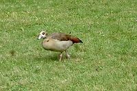Egyptian goose (Alopochen aegyptiaca) It belongs to the ducks but because of it weight and size it is no wonder why it was named Egyptian goose.<br />
The Egyptian Goose has spread widely thanks to its adaptability and prolific reproduction.  She likes to live in public parks where she often finds water areas.  I took the photo in the beautiful Kurpark Bad Homburg.  There lives a small colony of these beautiful birds.  In Frankfurt, there were debates about how to deal with a problem, namely a proliferating population in a large public swimming pool, where they had contaminated the green areas.<br />
https://www.jungledragon.com/image/141848/egyptian_goose_alopochen_aegyptiaca.html Alopochen aegyptiacus,Egyptian Goose,Geotagged,Germany,Ipad_23_2_15,Summer