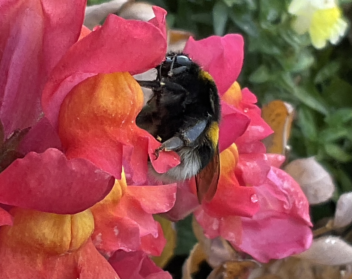 „Bombus terrestris", the buff-tailed bumblebee or large earth bumblebee Thanks to the Snapdragons on my loggia still having blossoms I can continue to enjoy myself watching lovely visitors<br />
Picture from today Thursday, October 13, 2022 at 4:02 PM<br />
<section class="video"><iframe width="448" height="282" src="https://www.youtube-nocookie.com/embed/K2srXxjEYIg?hd=1&autoplay=0&rel=0" frameborder="0" allowfullscreen></iframe></section> Bombu terrestris,Bombus terrestris