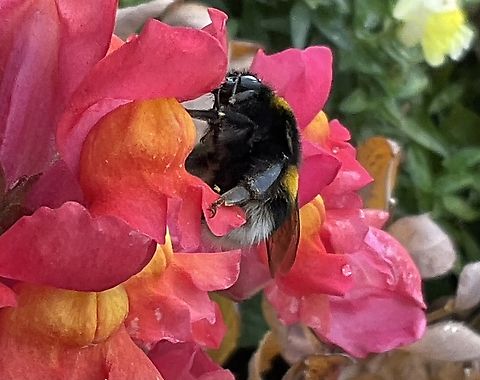 &bdquo;Bombus terrestris", the buff-tailed bumblebee or large earth bumblebee Thanks to the Snapdragons on my loggia still having blossoms I can continue to enjoy myself watching lovely visitors
Picture from today Thursday, October 13, 2022 at 4:02 PM
https://youtu.be/K2srXxjEYIg Bombu terrestris,Bombus terrestris