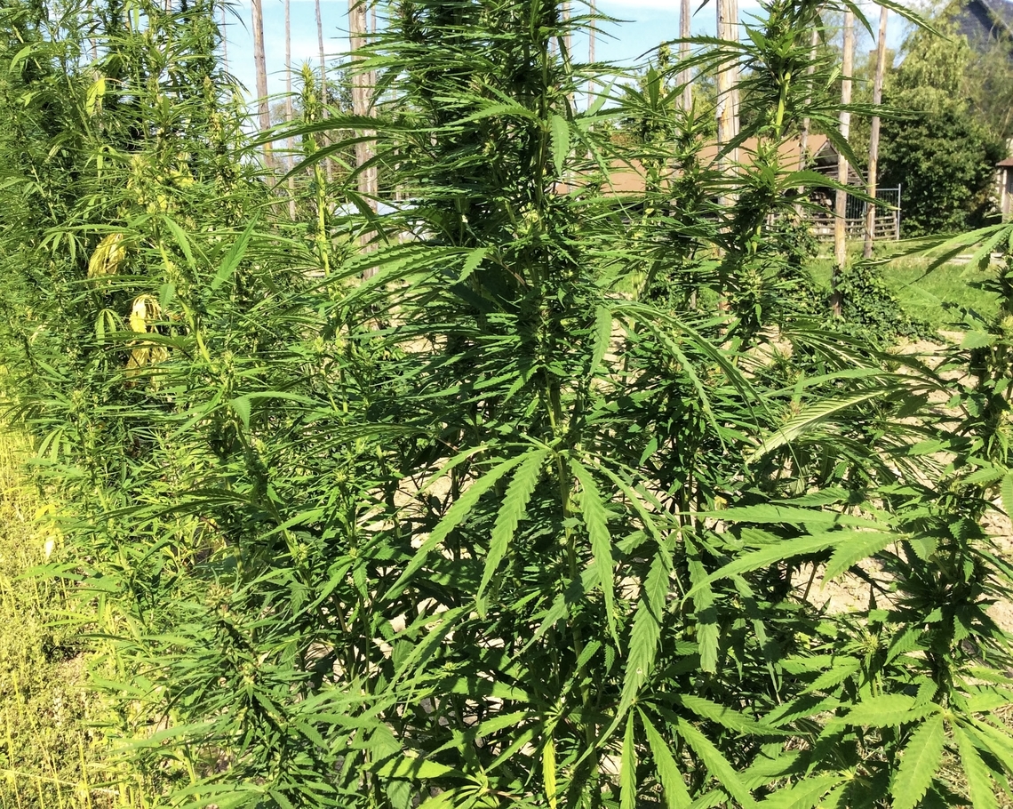 Cannabis sativa, Hemp The Openair Museum Hessenpark (Freilichtmuseum Hessenpark) cultivates Cannabis in order to demonstrate the traditional use of this plant. I took the picture in 2015. Cloth is woven from the fibres, ropes are made, paper is made. Before the spread of cotton, hemp and flax were the most important fiber crops in Europe. The museum is located in Neu-Anspach, were I live.  Cannabis,Cannabis sativa,Geotagged,Germany,Ipad_23_2_15,Summer