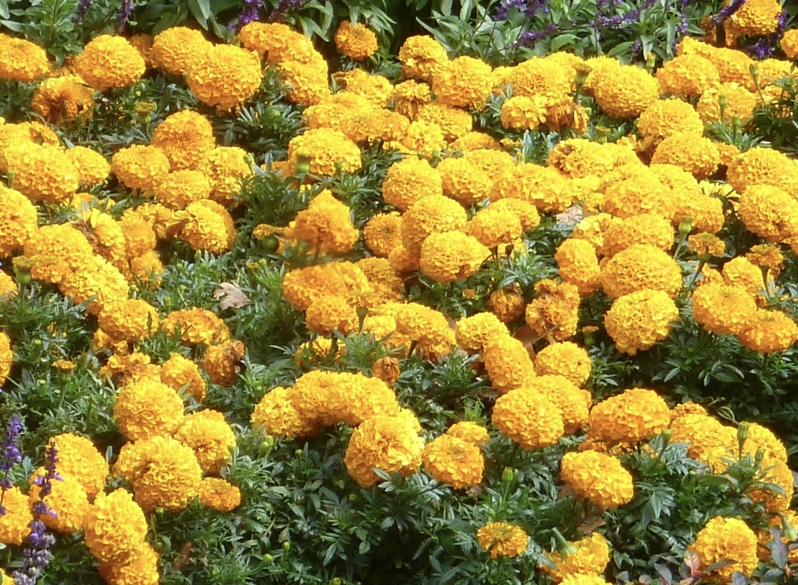 „Tagetes erecta“,  Marigold, Mexican Marigold The lush shape and the strong yellow flowers make the plant a feast for the eyes. The tagetes erecta contains the carotenoid lutein and is therefore used in the food industry.  Here she is part of an arrangement in Kurpark Bad Homburg, where I also photographed her in 2015. Geotagged,Germany,Ipad_23_2_15,Mexican marigold,Summer,Tagetes erecta