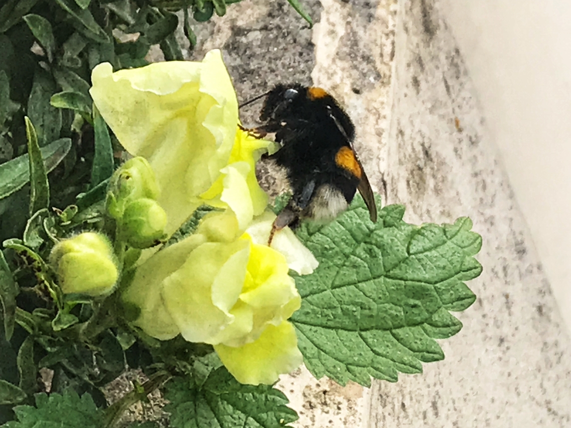 ''Bombus terrestris'', the buff-tailed bumblebee She is still active and payed my loggia a visit today October, 13th, 2022 Bombu terrestris,Bombus terrestris,Fall,Geotagged,Germany
