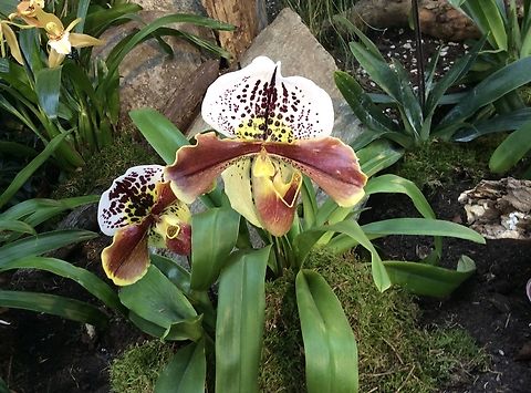 Cypripedioideae; Kostel, lady's slipper orchids (May be) Captured this beauty during exhibition in the Palmengarten Frankfurt in March 2015
Picture in Wikipedia seem to be a full match for the id.
https://en.wikipedia.org/wiki/Cypripedioideae
 Geotagged,Germany,Ipad_23_2_15,Winter