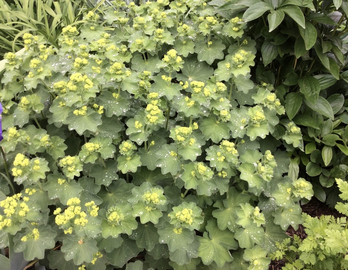 Alchemilla mollis (Lady’s Mantle) Also in the Kurpark Bad Homburg Lady&lsquo;s Mantle is used as a filler in a row of colorful flower arrangements.<br />
Lady&#039;s Mantle is charming with it&#039;s apple green leaves, it&#039;s lime green flowers and specially attractive after a shower of rain.<br />
I was lucky to have the rain happening at that time. Easy to see the lotus effect of the leaves with the water bubbles standing on the surface.  Alchemilla mollis,Garden lady's-mantle,Geotagged,Germany,Ipad_23_2_15,Spring