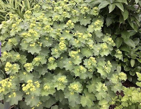Alchemilla mollis (Lady&rsquo;s Mantle) Also in the Kurpark Bad Homburg Lady&lsquo;s Mantle is used as a filler in a row of colorful flower arrangements.
Lady's Mantle is charming with it's apple green leaves, it's lime green flowers and specially attractive after a shower of rain.
I was lucky to have the rain happening at that time. Easy to see the lotus effect of the leaves with the water bubbles standing on the surface.  Alchemilla mollis,Garden lady's-mantle,Geotagged,Germany,Ipad_23_2_15,Spring
