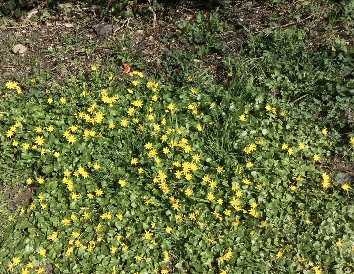 Ficaria verna Huds. 1762 These small flowers are early birds, they bring color and scent to us already in March and April. Ficaria verna, known as lesser celandine or pilewort starts flowering after the winter, when the trees are leafless and the sunlight is shining on the forest floor. She has a wonderful scent. From mid-May, the leaves lose their shine, wither and the entire plant retires.  Ficaria verna,Geotagged,Germany,Lesser celandine,Spring