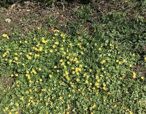 Ficaria verna Huds. 1762 These small flowers are early birds, they bring color and scent to us already in March and April. Ficaria verna, known as lesser celandine or pilewort starts flowering after the winter, when the trees are leafless and the sunlight is shining on the forest floor. She has a wonderful scent. From mid-May, the leaves lose their shine, wither and the entire plant retires.  Ficaria verna,Geotagged,Germany,Lesser celandine,Spring
