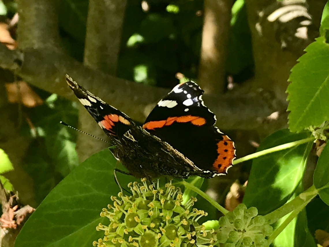 Red Admiral, Vanessa atalanta, on Hedera helix, common ivy. Hedera helix, the common Ivy is a magnet for Butterflies, Bees and Hover Flies when there are not many flowers around anymore in September and October. Took the picture right in the front of my house. The Ivy only produces flowers when it has a certain age.  Geotagged,Germany,Red Admiral,Summer,Vanessa atalanta