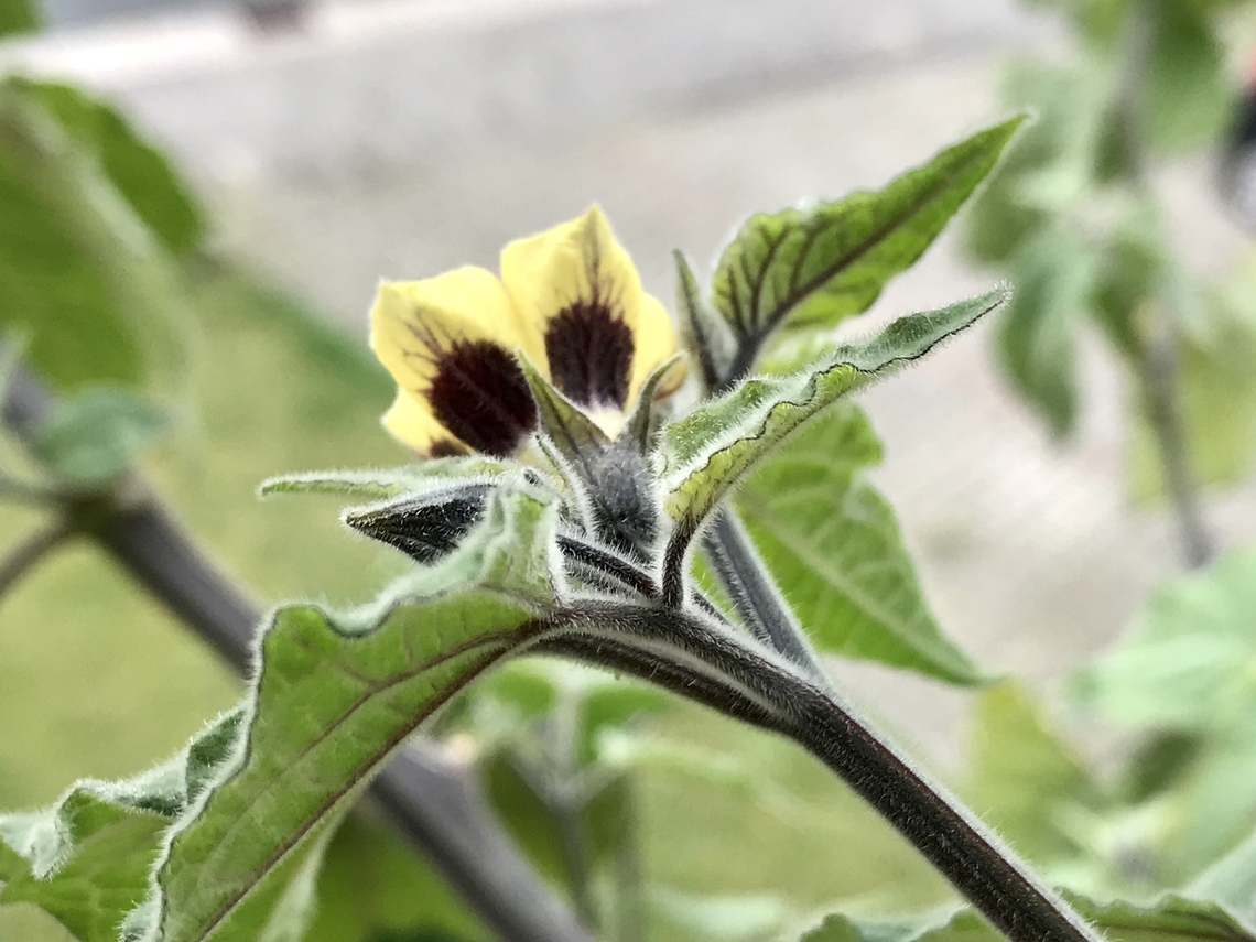 Physalis peruviana, Cape goose berry Blossom on my Physalis plant in mid October on my loggia. The Berries tasted so much better than the stuff from the supermarket.  Cape gooseberry,Fall,Geotagged,Germany,Physalis peruviana