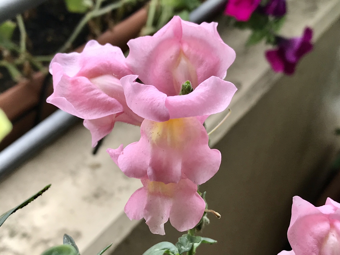 Antirrhinum majus, the Common snapdragon This beautiful blossoms enjoyed me two years ago in October on my loggia.  Antirrhinum majus,Common snapdragon,Fall,Geotagged,Germany