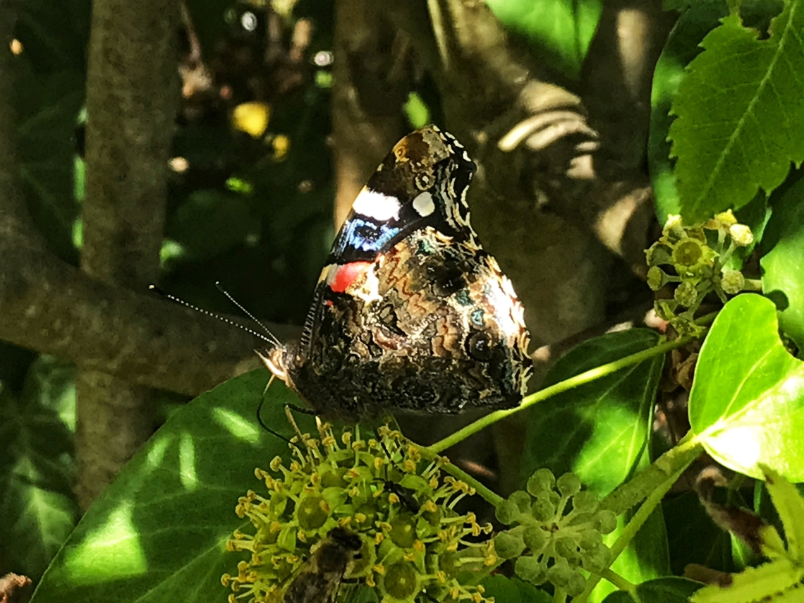Red Admiral, Vanessa atalanta, on Hedera helix, common ivy. Here the admiral shows off the beautiful underside of his wings.<br />
<figure class="photo"><a href="https://www.jungledragon.com/image/141935/red_admiral_vanessa_atalanta_on_hedera_helix_common_ivy.html" title="Red Admiral, Vanessa atalanta, on Hedera helix, common ivy."><img src="https://s3.amazonaws.com/media.jungledragon.com/images/7903/141935_thumb.jpeg?AWSAccessKeyId=05GMT0V3GWVNE7GGM1R2&Expires=1763596810&Signature=F%2BdFojoGMTt58mpOxiR1ioUDD0Y%3D" width="200" height="150" alt="Red Admiral, Vanessa atalanta, on Hedera helix, common ivy. Hedera helix, the common Ivy is a magnet for Butterflies, Bees and Hover Flies when there are not many flowers around anymore in September and October. Took the picture right in the front of my house. The Ivy only produces flowers when it has a certain age.  Geotagged,Germany,Red Admiral,Summer,Vanessa atalanta" /></a></figure> Geotagged,Germany,Red Admiral,Summer,Vanessa atalanta