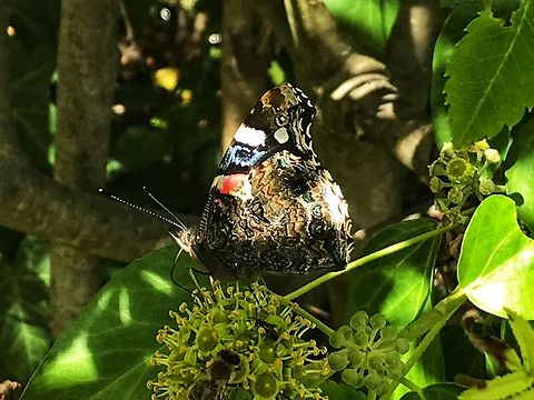 Red Admiral, Vanessa atalanta, on Hedera helix, common ivy. Here the admiral shows off the beautiful underside of his wings.
https://www.jungledragon.com/image/141935/red_admiral_vanessa_atalanta_on_hedera_helix_common_ivy.html Geotagged,Germany,Red Admiral,Summer,Vanessa atalanta