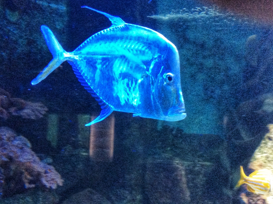 The lookdown (Selene vomer) Beautifully named Lookdown, this fish uses the reflective properties of pigments in its skin to reflect light. So he has a good camouflage strategy in the open sea. If you see it, it appears transparent.<br />
Photographed in the Frankfurt Zoo Exotarium in July 2014. Geotagged,Germany,Ipad Bilder,Selene vomer,Summer,lookdown