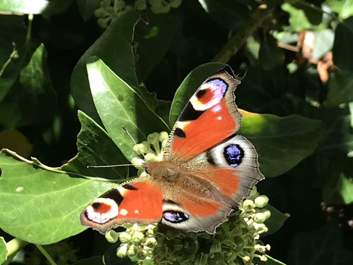 Aglais io, the European peacock on Hedera helix, Common ivy Took the photo of this beauty on Wednesday, September 22, 2021 at 2:26 p.m in front of my house.  European Peacock,Inachis io