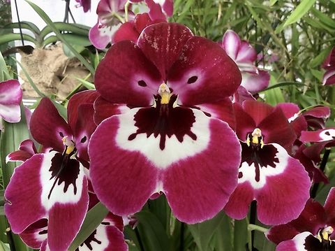 Phalaenopsis-Like Miltoniopsis, Miltoniopsis phalaenopsis Stunning Species with great color and ornamental drawing. Took the pic during an exhibition in the Palmengarten Frankfurt in March 2016 Geotagged,Germany,Ipad_23_2_15,Miltoniopsis phalaenopsis,Phalaenopsis-Like Miltoniopsis,Winter