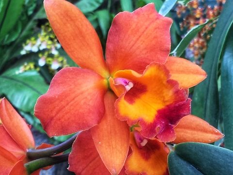Cattlianthe Jewel Box 'Orange' = Guarianthe aurantiaca x Cattleya x Anzac (1921) Took the picture during Exhibition in the Palmengarten Frankfurt in March 2015
Reference for Id https://www.orchidroots.com/detail/100070650/hybrid_detail/?type=hybrid&tab=sum&att;= Geotagged,Germany,Winter