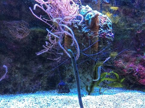 Heteroconger hassi, the spotted garden eel A funny little fish living in a burrow and emerges just a third of it body to catch plankton. I know this one since childhood. They always had them in the Exotarium in the Zoo Frankfurt. .  Geotagged,Germany,Heteroconger hassi,Ipad Bilder,Spotted garden eel,Summer