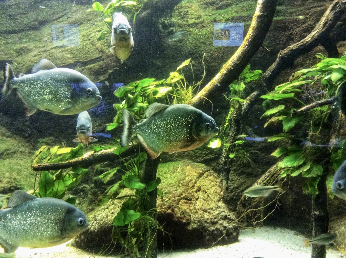 Pygocentrus nattereri, The red-bellied piranha A predator fish with a fame of being a notorious man eater. According to science attacks on humans are very rare, still looking at them with their very sharp teeth, well&hellip;.<br />
One of my favorite fish in the Exotarium Zoo Frankfurt.  Geotagged,Germany,Ipad Bilder,Pygocentrus nattereri,Red-bellied piranha,Summer