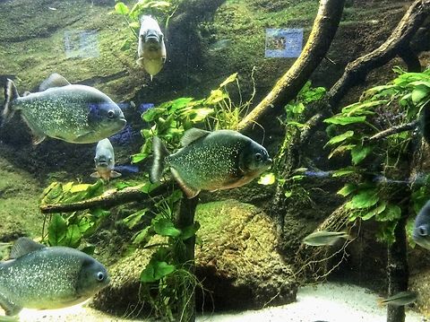 Pygocentrus nattereri, The red-bellied piranha A predator fish with a fame of being a notorious man eater. According to science attacks on humans are very rare, still looking at them with their very sharp teeth, well&hellip;.
One of my favorite fish in the Exotarium Zoo Frankfurt.  Geotagged,Germany,Ipad Bilder,Pygocentrus nattereri,Red-bellied piranha,Summer