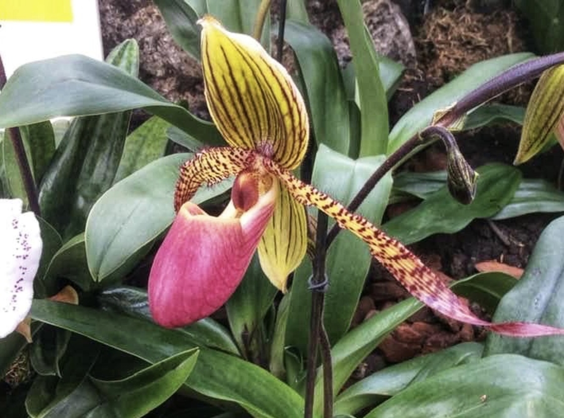 Paphiopedilum rothschildianum, „Gold of Kinabalu orchid'', „Rothschild's slipper orchid“ This beautiful Orchid was exhibited in the Palmengarten Frankfurt in March 2016 where I took the photo.  Geotagged,Germany,Paphiopedilum rothschildianum,Rotschilds slipper orchid