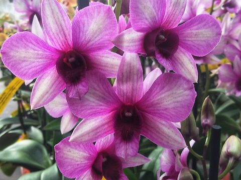 Dendrobium bigibbum, „ Cooktown orchid or mauve butterfly orchid“ Took the picture during an Exhibtion in the Palmengarten, Frankfurt in March 2016 Cooktown Orchid,Dendrobium bigibbum,Geotagged,Germany,Winter