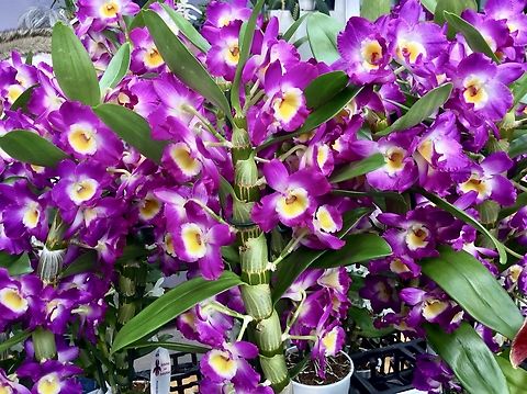 Dendrobium nobile, the noble dendrobium This colorful Orchid was part of the annual Exhibition in the Palmengarten Frankfurt, March 2018 Dendrobium nobile,Geotagged,Germany,Winter