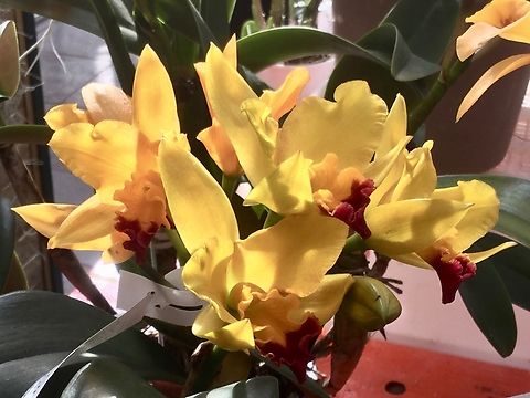 Cattleya labiata, crimson cattleya or ruby-lipped cattleya Picture taken in the Palmengarten Frankfurt at Exhibition in March 2018 Cattleya labiata,Cattleya maxima,Cattleya rex,Geotagged,Germany,Guarianthe aurantiaca,Winter