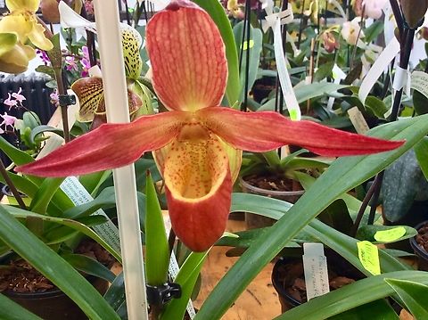 Phragmipedium Eric Young, is a primary hybrid (Phragmipedium besseae x Phragmipedium longifolium) This showy and large orchid comes in bright red-orange with yellow accents. Picture fromExhibition in the Palmengarten Frankfurt on March 2018 Geotagged,Germany,Phragmipedium Eric Young,Phragmipedium besseae × Phragmipedium longifolium,Winter