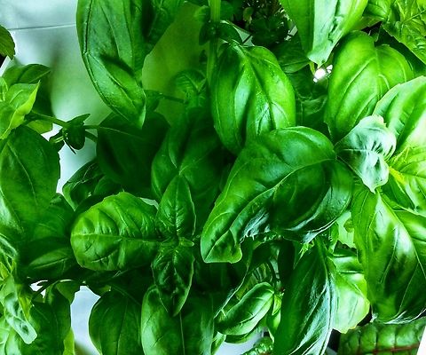 Ocimum basilicum, sweet basil or Genovese basil This Basil Genovese is one of the four varieties that I grow on a regular basis. We use it for Italian dishes and to make Pesto Genovese.  Basil,Geotagged,Germany,Ocimum basilicum,Spring