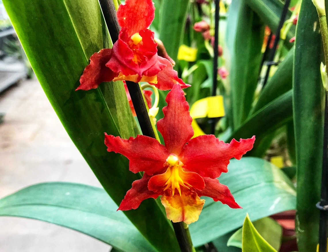 Oncidium chrysomorphum, (Wils.) Rising Sun 'Red Sun' Intensive colored Oncidium exhibited March 2019 where I took the picture in the Palmengarten Frankfurt. Geotagged,Germany,Oncidium chrysomorphum,Winter