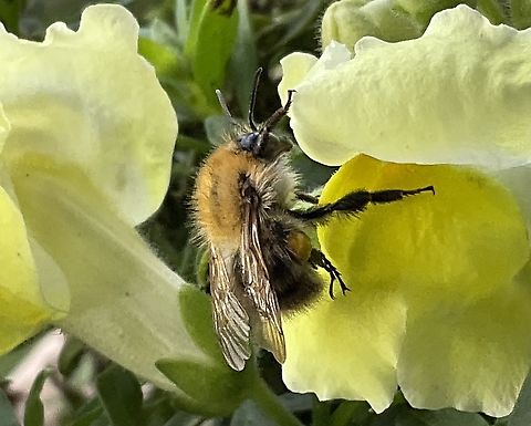 "Bombus pascuorum", the common carder bee Caught the lil‘ busy one this morning on my loggia, Sunday, October 16, 2022 at 12:45 p.m. Bombus pascuorum,Common Carder Bee,Geotagged,Germany