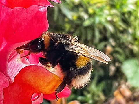 "Bombus terrestris", the buff-tailed bumblebee or large earth bumblebee The second Bumblebee caught on my loggia today at the 16th, of October. Even so late in the year blossoms are appreciated by various species.  Bombus terrestris,Buff-tailed Bumble Bee,Fall,Geotagged,Germany