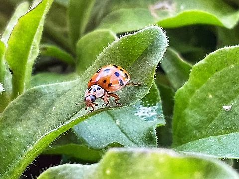 ''Harmonia axyridis'', the harlequin, multicoloured Asian, or Asian ladybeetle, This fella found some prey, if you look on the right side you see a whit critter, probably an Aphid. Caught it just a few minutes ago.   Fall,Geotagged,Germany,Harmonia  axyridis,Harmonia axyrides),Harmonia axyridis,Multicolored Asian Lady Beetle