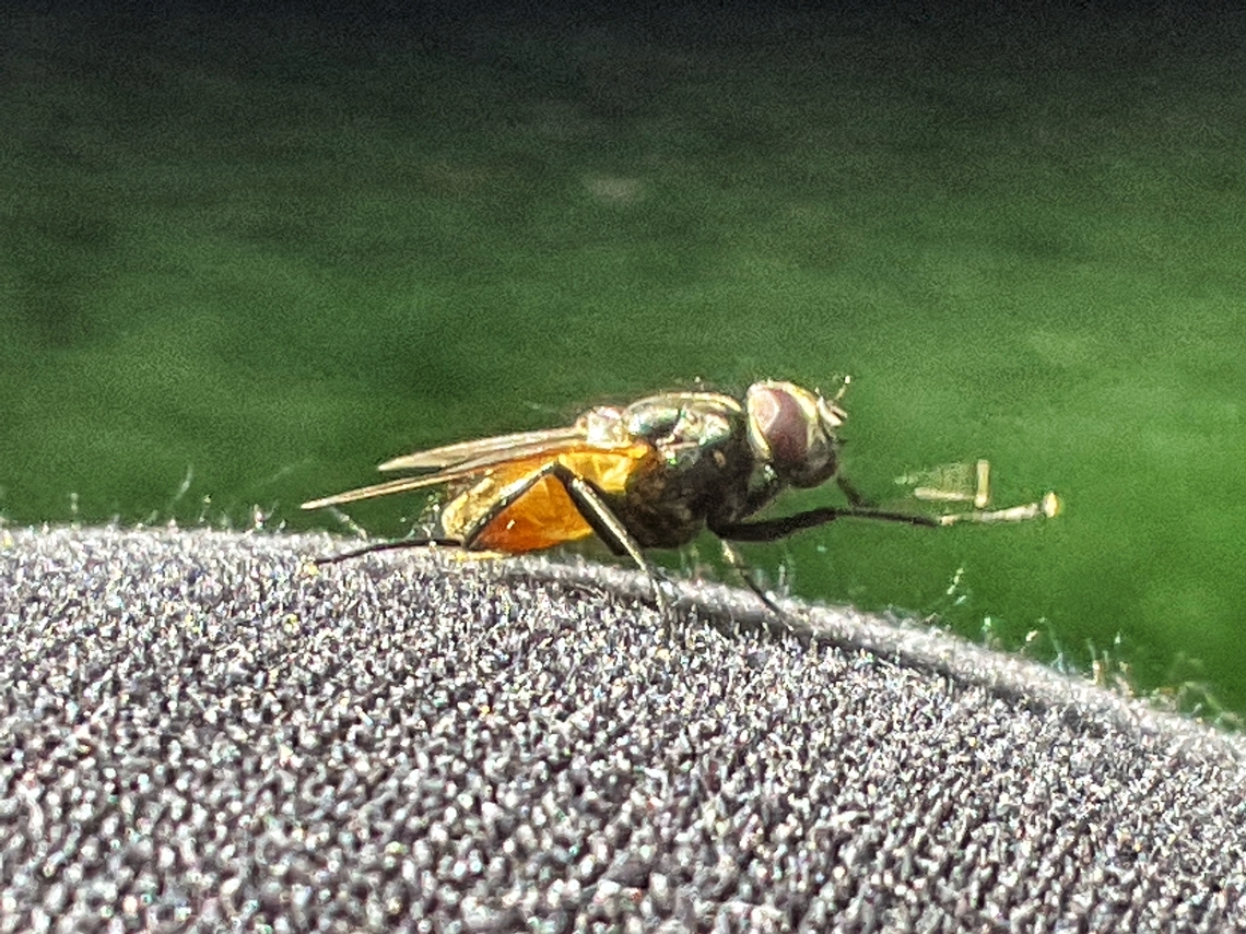 „Musca domestica“, the Housefly Sat on my knee and begged for a photo! Hehe!  Fall,Geotagged,Germany,Housefly,Musca domestica