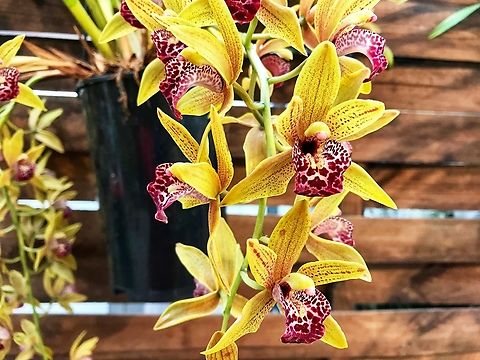 Cymbidium Disney Girl Photo taken during exhibition in the Palmengarten Frankfurt in March 2019.
Cymbidium Disney Girl is a cymbidium hybrid. 
Hybrid Classification:
Seed Parent: Cymbidium Robin
Pollen Parent: Cymbidium tracyanum
Genus: Cymbidium
Hybrid Epithet: Cym Disney Girl
Binomial name:
Cymbidium Disney Girl, Geyserland, P.Gomes Mar16, 1992 Cephalanthera longifolia,Geotagged,Germany,Winter