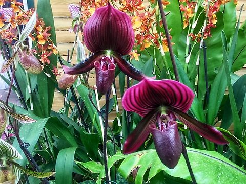 Paphiopedilum Maudiae ‚Vinicolor‘ Charlesworth Ltd. 1900 (RHS registered)  Paphiopedilum callosum × Paphiopedilum lawrenceanum
Subfamily: Cypripedioideae 
Genus: Paphiopedilum:  Geotagged,Germany,Winter