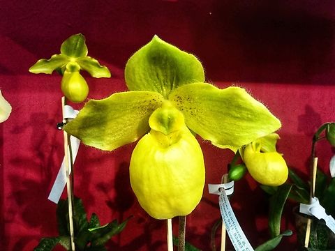 Paphiopedilum Pisar (delenatii x concolor) Yellow with a touch of green and a strong shoe it was part of an exhibition in the Palmengarten Frankfurt in March 2017. Geotagged,Germany,Winter