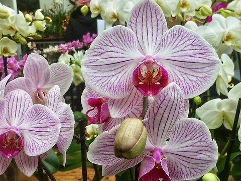 Phalaenopsis Baldan's Kaleidoscope Phalaenopsis Baldan's Kaleidoscope
 Hybrid parentage Phalaenopsis hybrid:
 phal.  Hauserman's Candy x Phal.  Daryl Lockhart
 OriginBarbara Baldan Phalaenopsis Cal,Phalaenopsis malipoensis