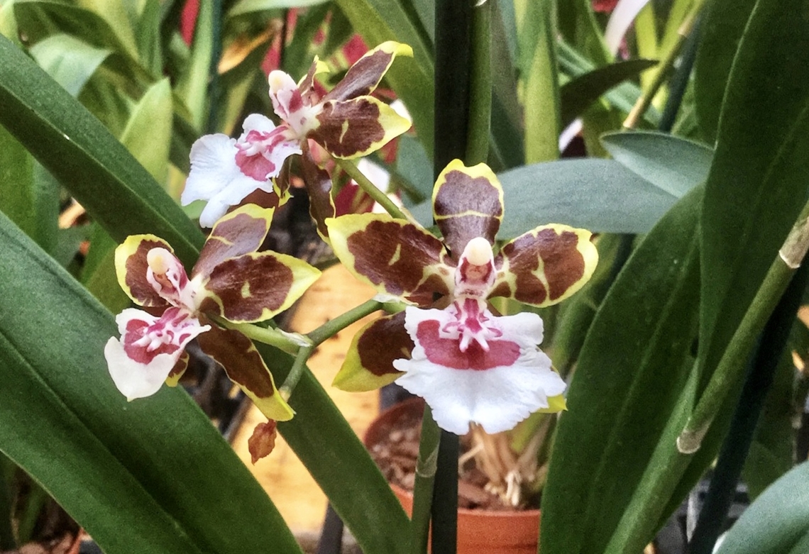 Oncidium leucochilum (or white-lipped oncidium)  Geotagged,Germany,Oncidium leucochilum,Winter