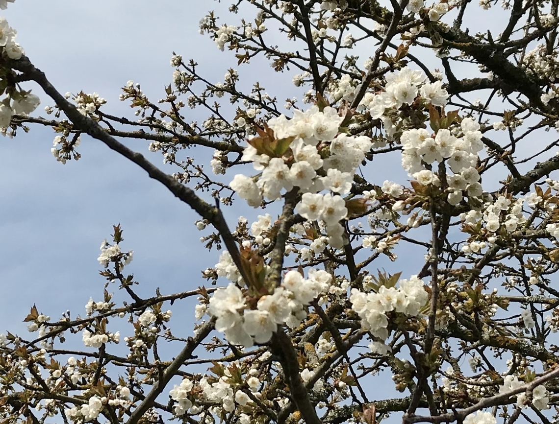 Prunus mume, Japanese plum Blossoms in April Geotagged,Germany,Prunus mume,Spring