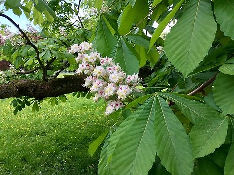 Aesculus hippocastanum, the horse chestnut, Late April, blossoms on the horse chestnut in the Kurpark Bad Homburg Aesculus hippocastanum,Geotagged,Germany,Horse-chestnut,Spring
