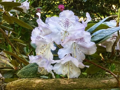 Rhododendron subg. Hymenanthes One of many beautiful blossoms of Rhododendron in May in the Kurpark Bad Homburg Geotagged,Germany,Rhododendron,Spring,rhododendron
