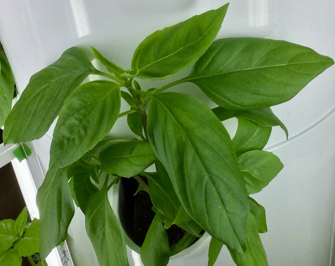 The Thai Basil, basilicum var. thyrsiflora One if the four Basils that I grow on a regular basis. Excellent flavor  for asian dishes. <br />
It has narrower leaves than Italian basil and a distinctive liquorice touch in taste and smell. Geotagged,Germany,Ocimum basilicum,Spring,Sweet Basil
