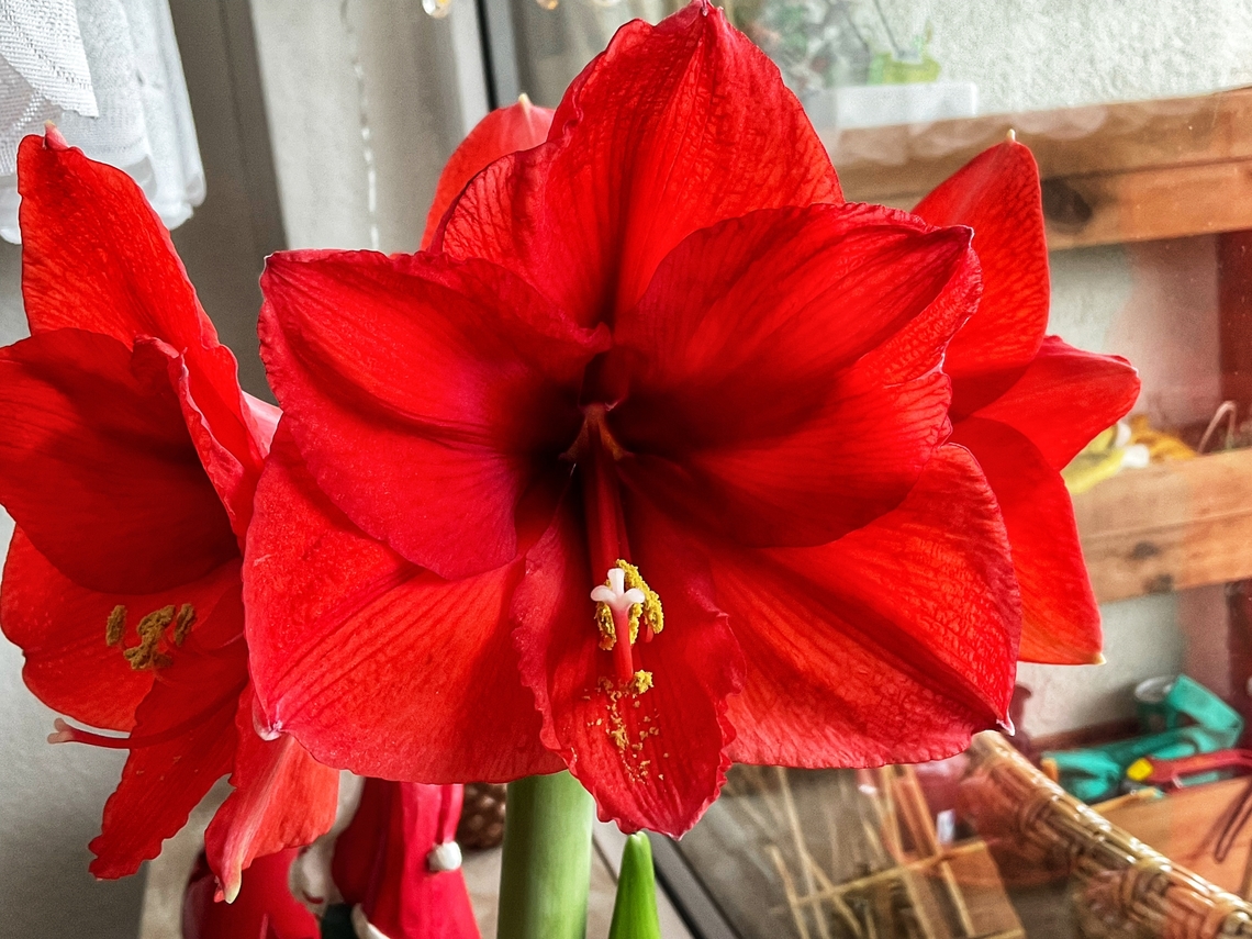 Hippeastrum. is a genus in the family Amaryllidaceae Colorful blossom that enjoyed us for four weeks in January. Geotagged,Germany,Hippeastrum hybridum,Winter