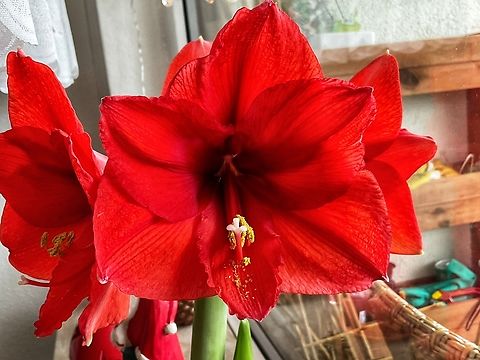 Hippeastrum. is a genus in the family Amaryllidaceae Colorful blossom that enjoyed us for four weeks in January. Geotagged,Germany,Hippeastrum hybridum,Winter